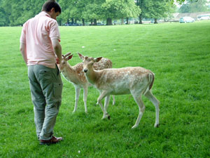 self catering holidays in Leciestershire, deer in Burghley Park