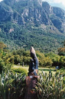 Visit the Botanic Gardens in Cape Town for exotic plants and lush foliage