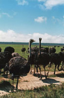 Ostriches being farmed for the table in South Africa