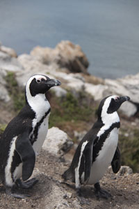 Penguin colonies within easy reach of Cape Town