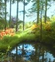 Woodland Waterfalls, Powys, Wales Woodland Waterfalls, Powys, Wales