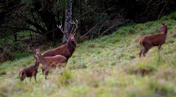 holiday cottages scotland