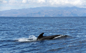 whale watching off the coast of La Gomera Canary Islands