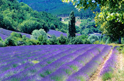 France cottages