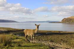 Isle of Arran for peaceful selfcatering holidays