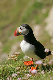 Visit Morayshire fo a spectacular coastline andpuffins