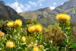 Botanic gardens of Cape Town