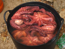 octopus