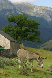 Pyrenees