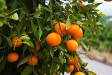 Spain, Valencia, oranges on trees