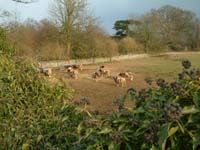 holiday cottages Cotswolds