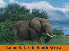 South Africa holiday rentals
