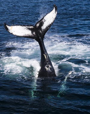 whale disappearing back under the water