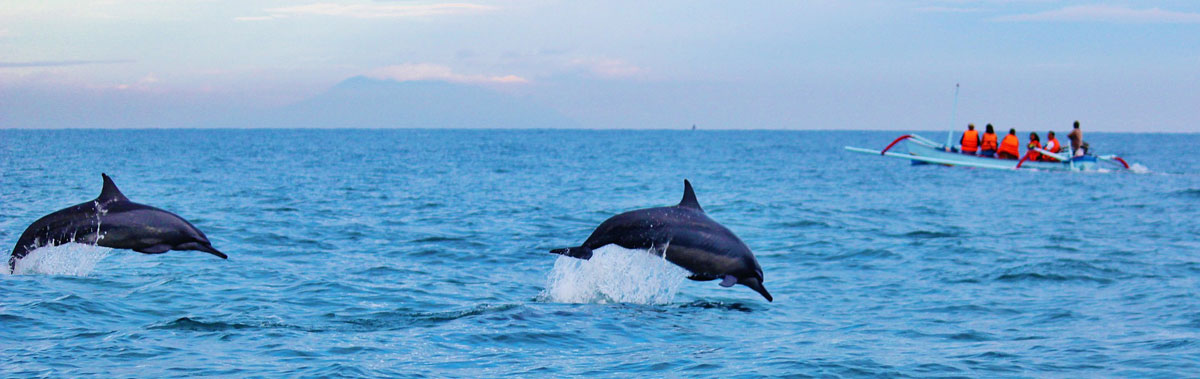 dolphine spotting in south ireland