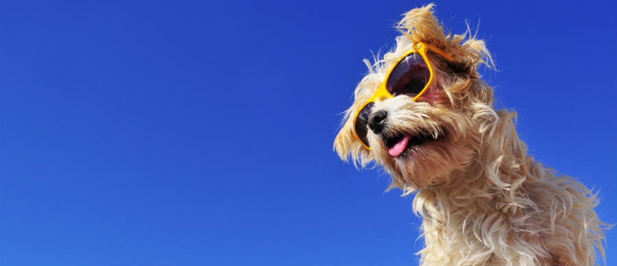 Dog on Holiday Dog on Holiday