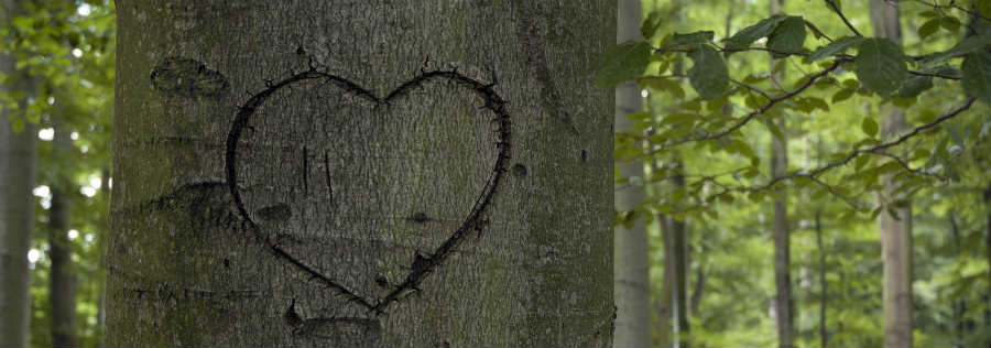 nature nature