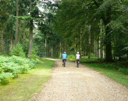 Cyclists in the New Forest