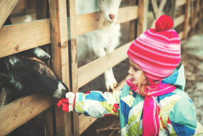 Feeding the farm animals