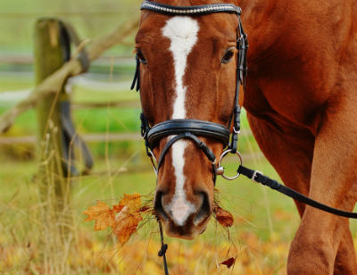 Horse ride on a self-catering holiday