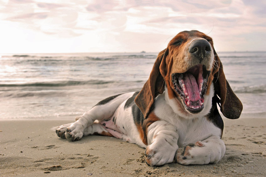 dog friendly dorset seaside holidays