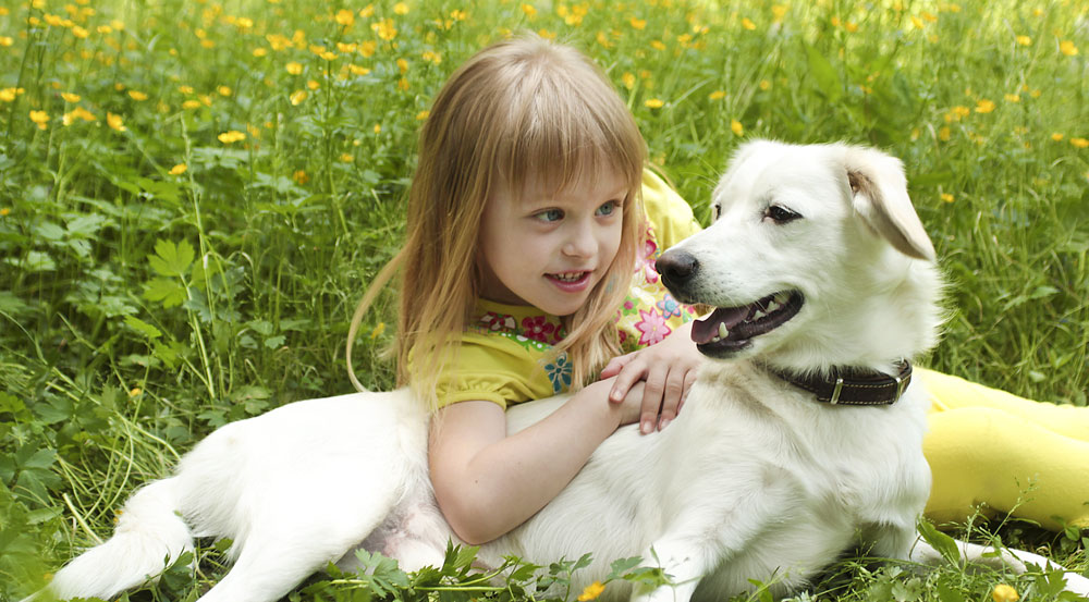 dogs welcome cottages in Ireland