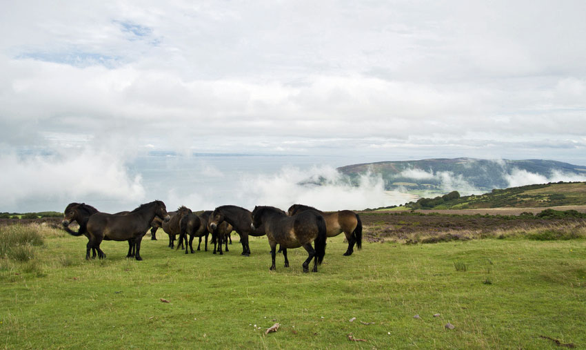 exmoor