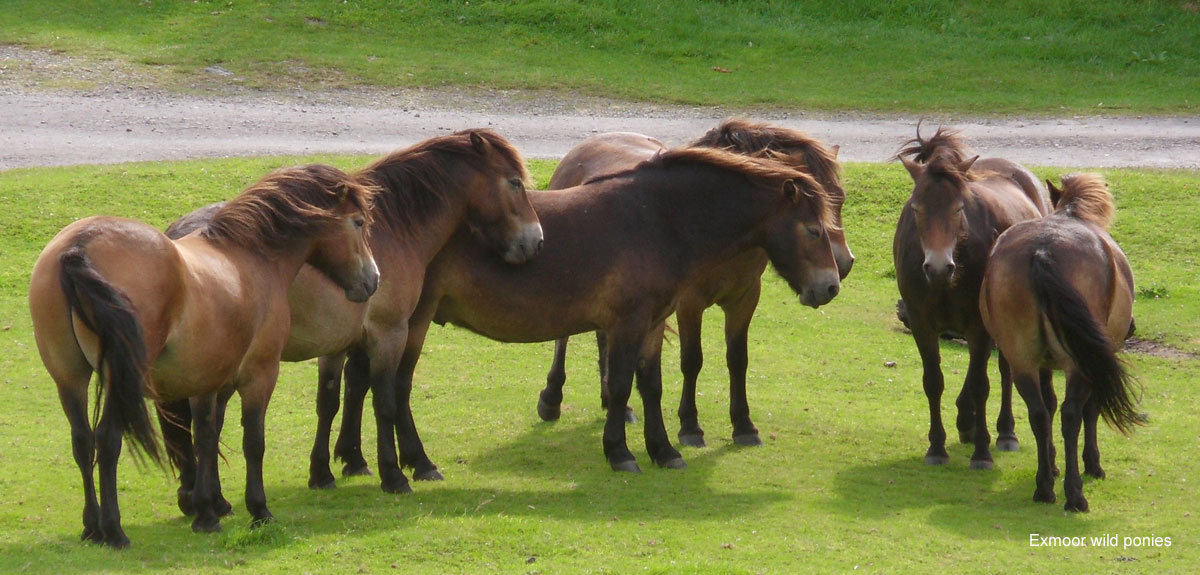 Exmoor national park