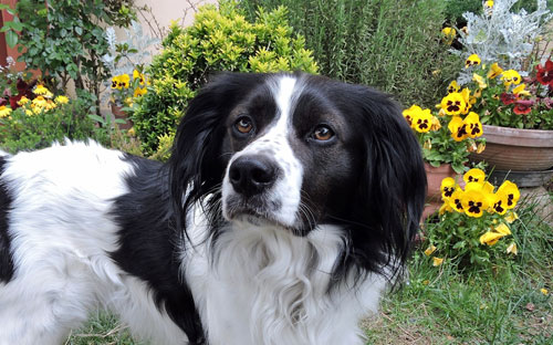 dog at pet friendly cottage in ireland