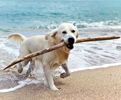 norfolk beach dog friendly cottages
