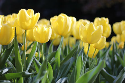 Easter flowers