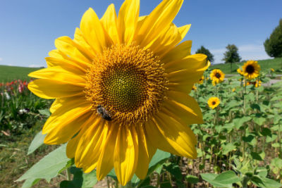 Summer flower in sunshine