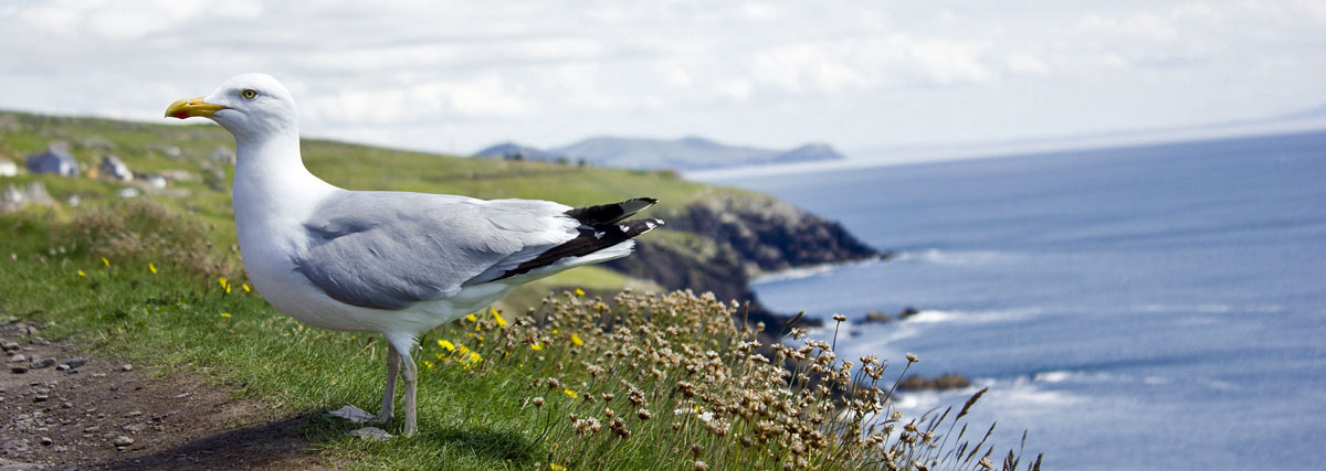 southeast ireland