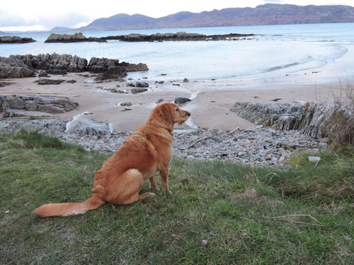 Take the dog on holiday to Ireland