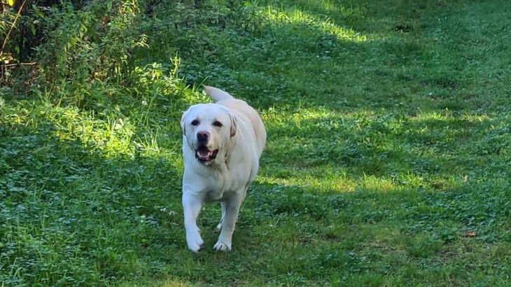Buttercups Haybarn 5 Star Cottage with Indoor Pool, Sports Court & Toddler Play Area - Photo 20
