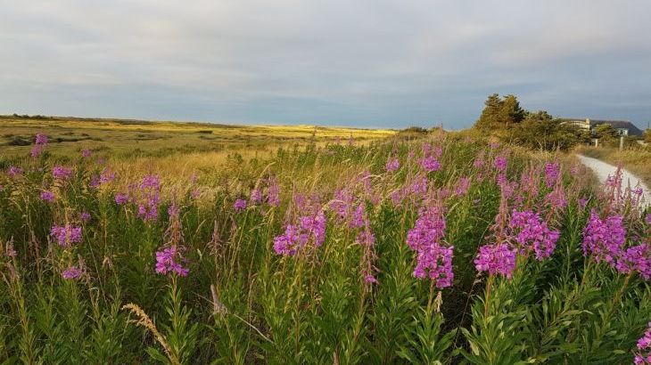 Lavenders - Photo 16