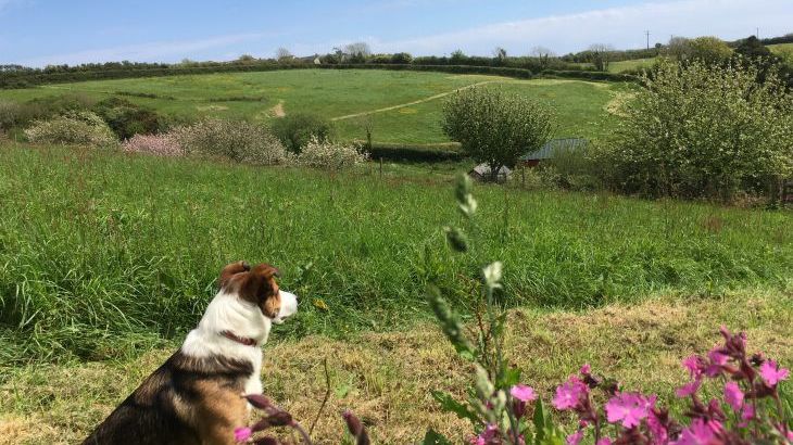 Honeysuckle, dog friendly couples' cottage in South Devon - Photo 12