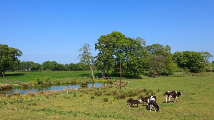 Williamscraig Holiday Cottages - Photo 41