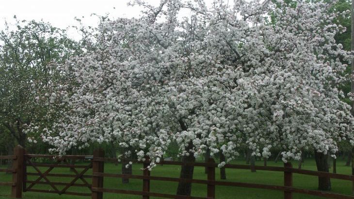 Cider Barrel Cottage - Photo 14