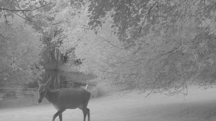 Owl Lodge - Photo 35
