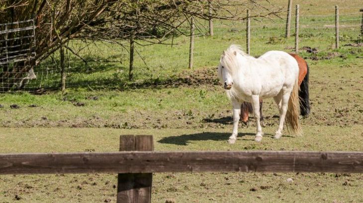 Oakwood Stables Holiday Home, North Wales,  - Photo 16