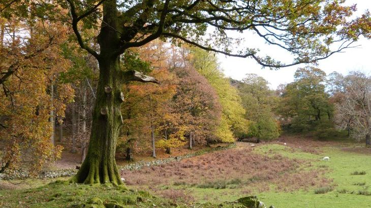 The Oaks - Photo 29