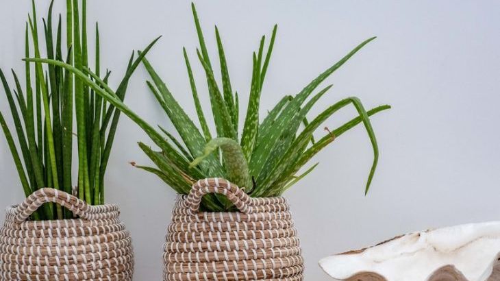 Seastar - Photo 12