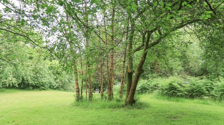 Bracken Ground - Photo 60