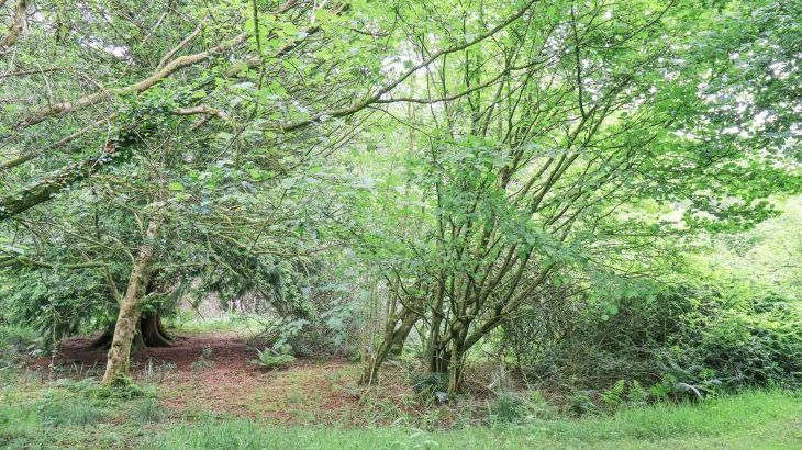 Bracken Ground - Photo 61