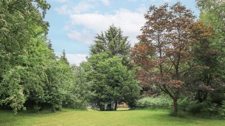 Bracken Ground - Photo 62