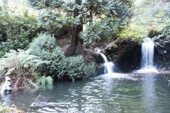 Woodland Waterfalls, Powys,  Wales
