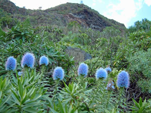 apartments to rent madeira