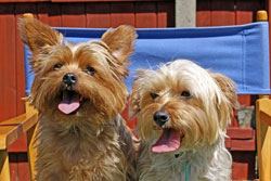 Dogs Welcome Holiday Cottages