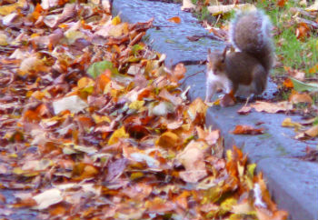 Autumn leaves