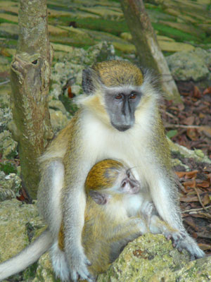 Green monkeys in Barbados